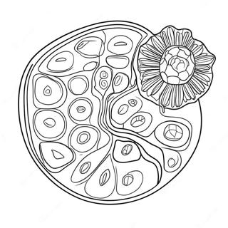 Plant Cell Diagram Coloring Page 10817-8868