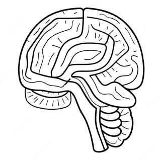 Colorful Brain Anatomy Coloring Page 11718-9598