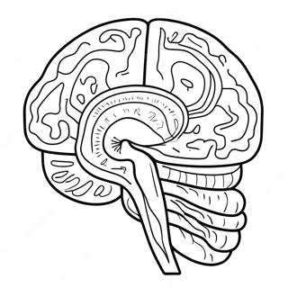 Colorful Brain Anatomy Coloring Page 11718-9600