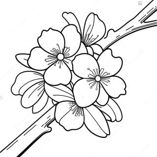 Sakura Blossom Coloring Page 14379-11896