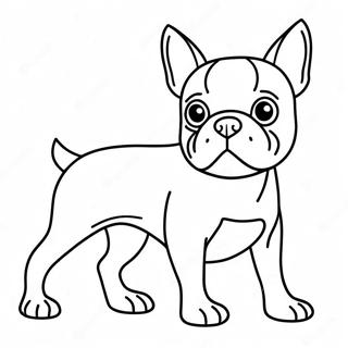 Boston Terrier Coloring Page 16422-13838