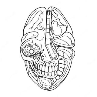 Anatomy And Physiology Coloring Page 17173-14439