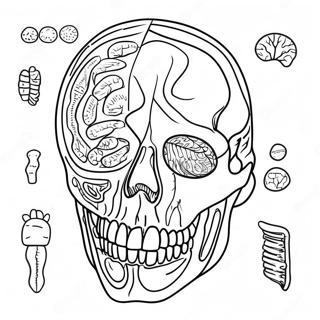 Anatomy And Physiology Coloring Page 17173-14440