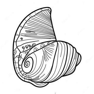 Seashell Coloring Page 2592-2116