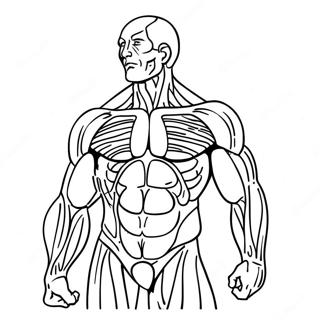 Human Muscles Anatomy Coloring Page 31368-28086