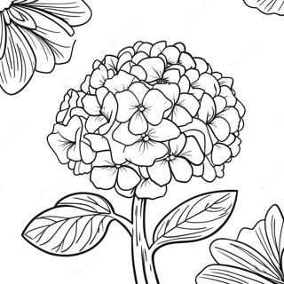 Hydrangea Flower Coloring Page 36183-30176