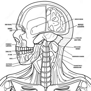 Anatomy And Physiology Workpages Coloring Pages