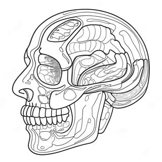 Anatomy And Physiology Coloring Page 37505-31231