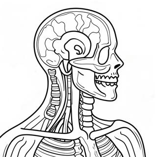 Anatomy And Physiology Coloring Page 37505-31232