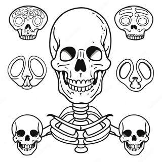 Human Skeleton Anatomy Coloring Page 37506-31220