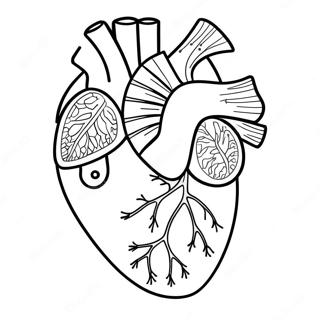 Heart Anatomy Coloring Page 3950-3196