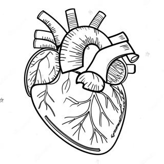 Detailed Heart Anatomy Coloring Page 3951-3197