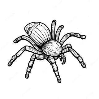 Tarantula Coloring Page 40517-33583