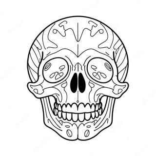 Skull Anatomy Diagram Coloring Page 41338-34318