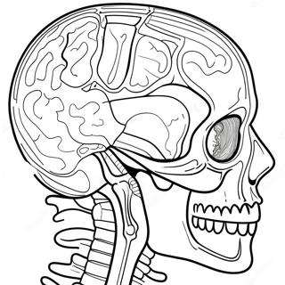 Human Anatomy Coloring Page 41399-34355