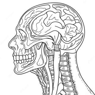 Human Anatomy Coloring Page 41399-34356