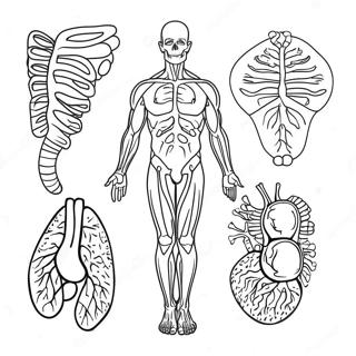 Body Systems Coloring Page 42280-35046