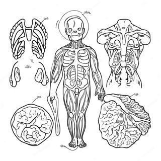 Body Systems Coloring Page 42280-35048