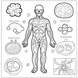 Immune System Diagram Coloring Page 46263-38531