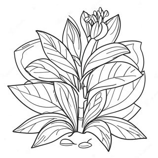 Parts Of A Plant Coloring Pages