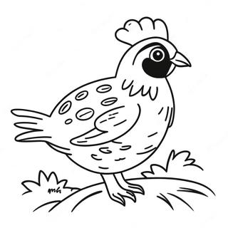 Quail Coloring Page 50024-41720