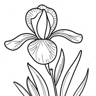 Beautiful Iris Bloom Coloring Page 52607-43758