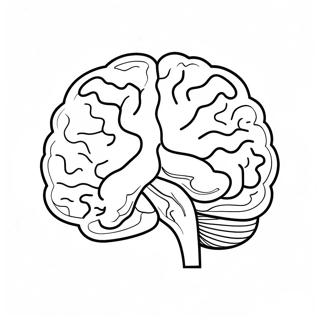 Anatomy Of The Brain Coloring Page 53367-44342