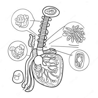 Digestive System Diagram Coloring Page 53638-44554