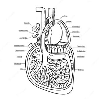 Digestive System Diagram Coloring Page 53638-44556