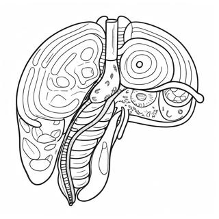 Digestive System Diagram Coloring Page 53638-44709