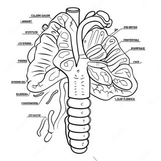 Digestive System Diagram Coloring Page 53638-44710