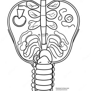 Digestive System Diagram Coloring Page 53638-44711