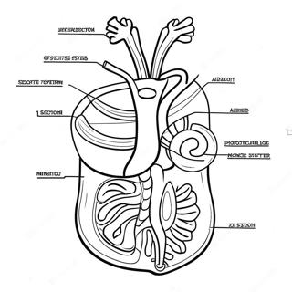 Digestive System Diagram Coloring Page 53638-44712