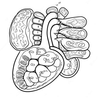 Colorful Digestive Organs Coloring Page 53639-44714