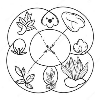 Plant Life Cycle Coloring Page 62768-51972