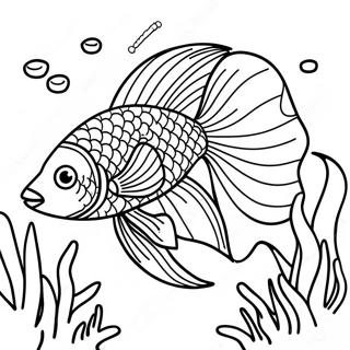 Betta Fish Swimming In Coral Reef Coloring Page 71043-58719