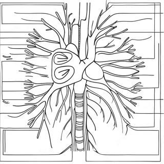 Circulatory System Diagram Coloring Page 73324-60542