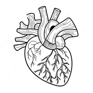 Heart And Blood Vessels Coloring Page 73325-60535