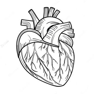 Heart And Blood Vessels Coloring Page 73325-60536