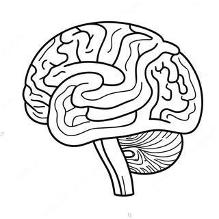 Anatomy Of Brain Coloring Page 73725-60843