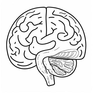 Anatomy Of Brain Coloring Page 73725-60844