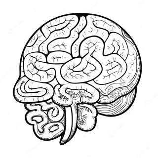 Colorful Brain Structure Coloring Page 73726-60848