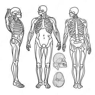 Anatomy Coloring Page 981-782