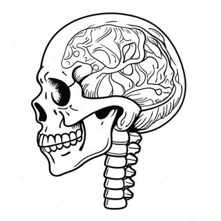 Human Skeleton Anatomy Coloring Page 982-787